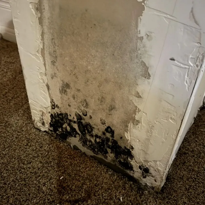 Professional Mold Removal in Swansea, IL
